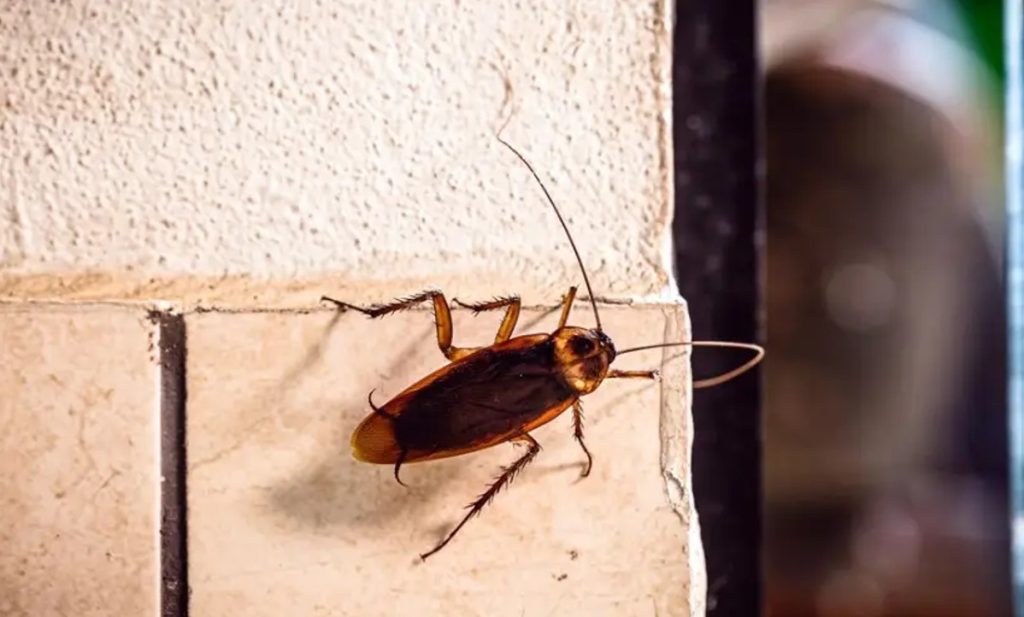 Can wall voids and insulation spaces become long-term cockroach habitats?
